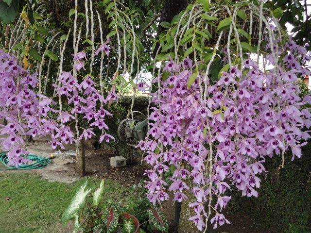 Lan Phi Diệp Tím khi nở hoa có hương thơm rất nồng nàn