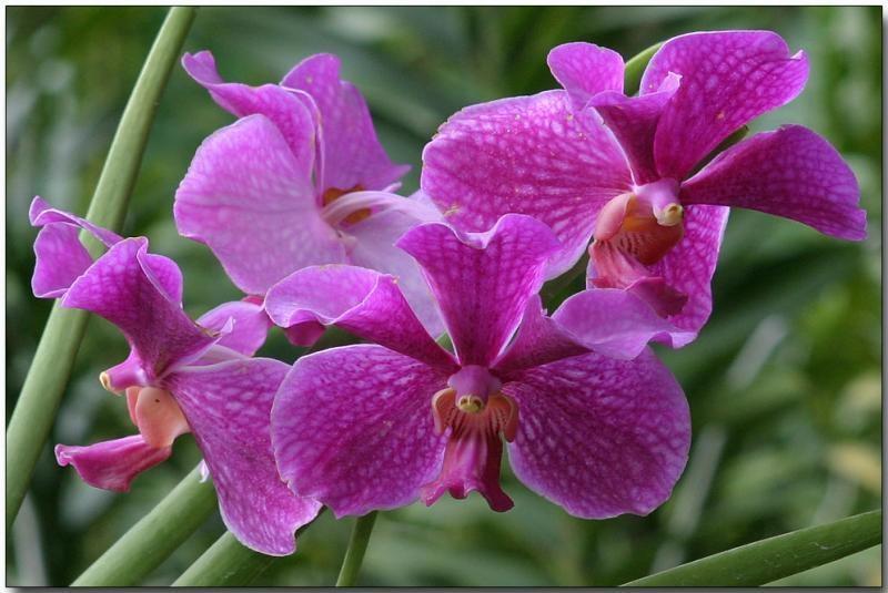 Lan Vanda là giống lan dễ chăm sóc nếu nắm được kỹ thuật