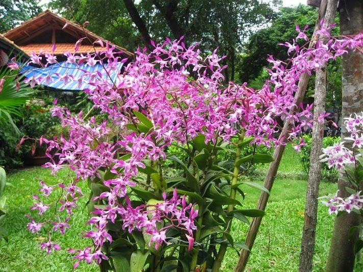 Giống Lan Dendro nắng