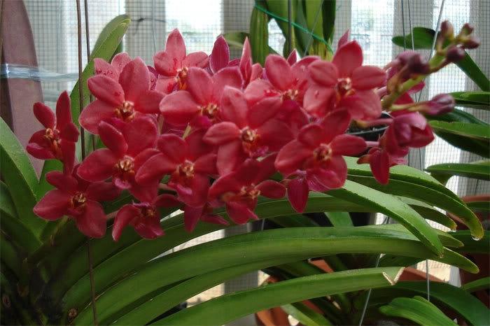 Lan Vanda màu đỏ rất đẹp
