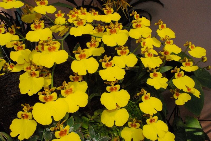 Lan Vũ Nữ là giống lan rất dễ trồng