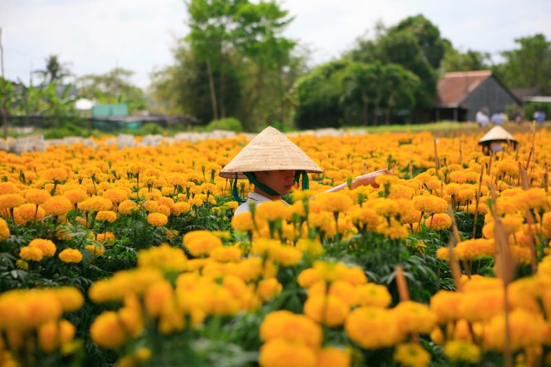 Về miền Tây