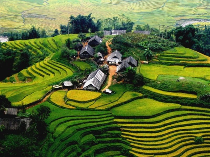 Cảnh lúa chín ở Lao Chải - Tả Van