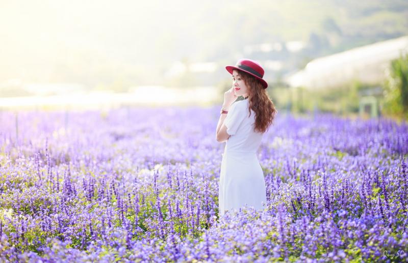 Lavender Túi Thương Nhớ Đà Lạt