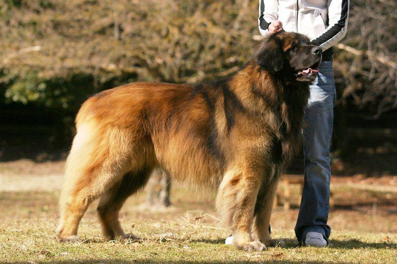 Leonberger (Chó sư tử Đức)