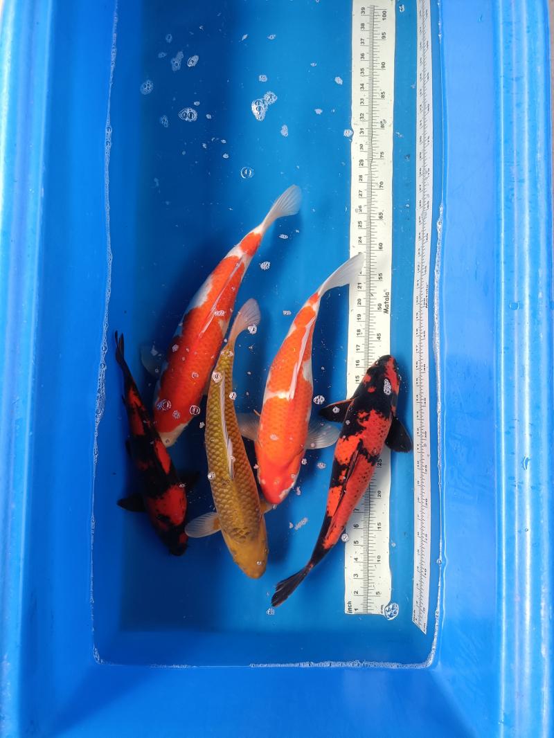 Lovers Koi Farm