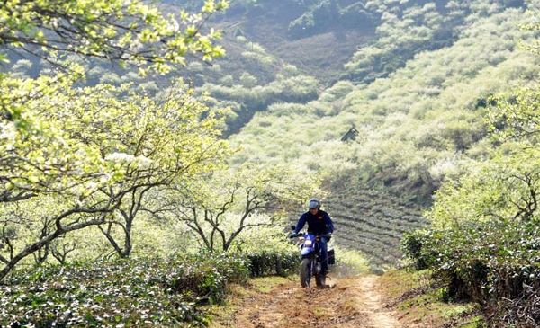 Hoa mơ, hoa mận nở trắng trời Mai Châu