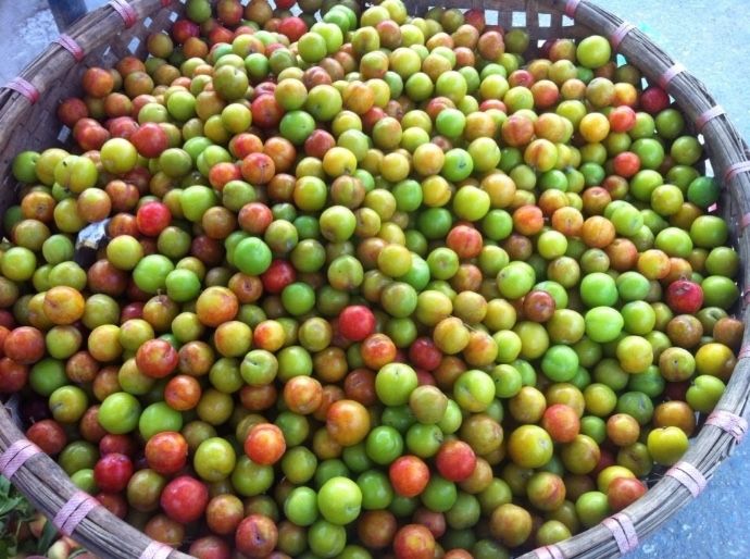 Mận cơm