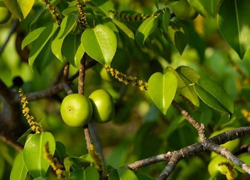 Cây Manchineel