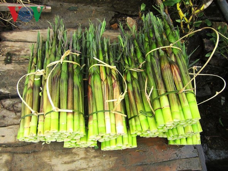 Măng rừng