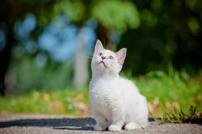 Bài văn kể về một kỉ niệm đáng nhớ đối với một con vật nuôi mà em yêu thích - số 5