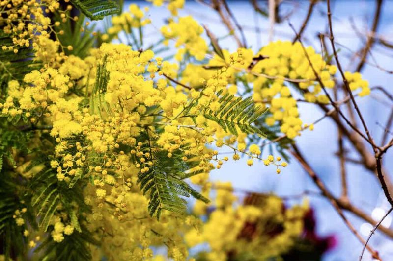 Sự tích hoa Mimosa