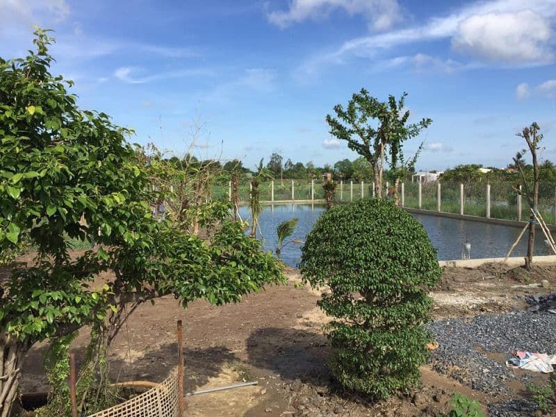 Mô hình trang trại Vườn – Ao – Chuồng (V-A-C)