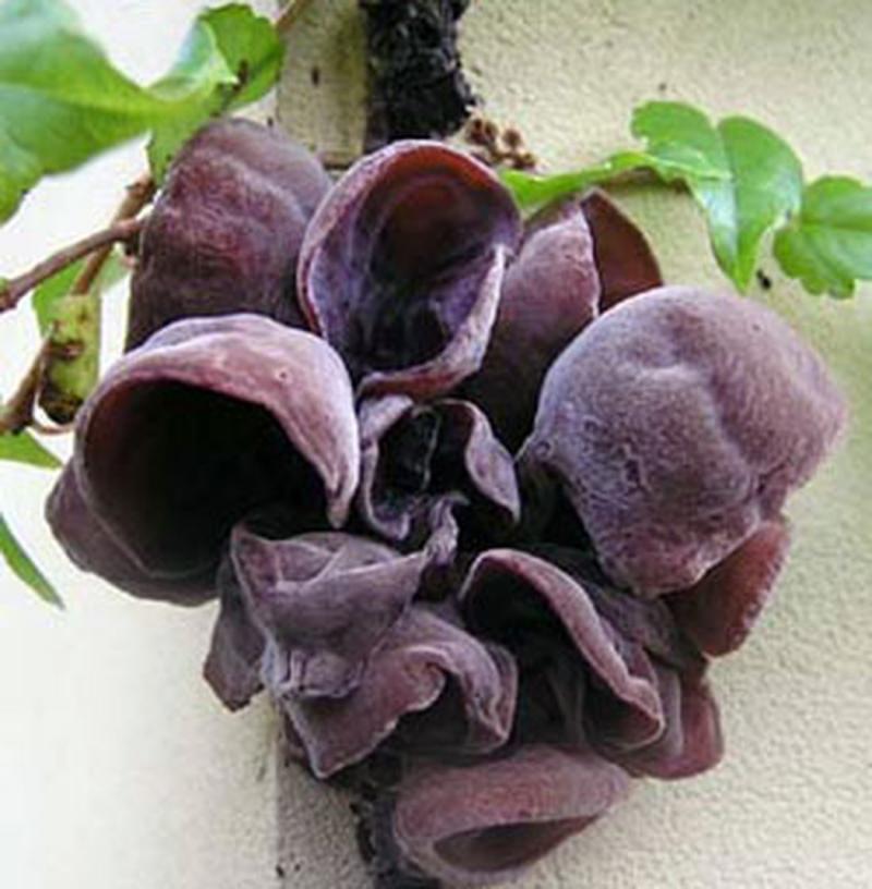 Mộc nhĩ đen