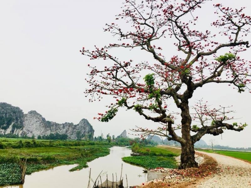 Nỗi niềm hoa gạo