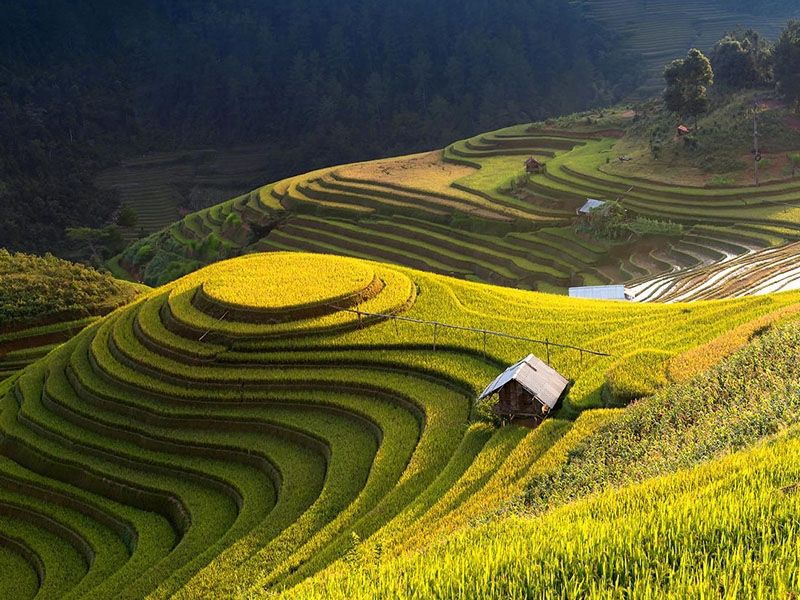 Mùa lúa chín Mù Cang Chải
