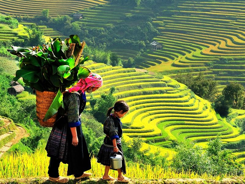 Mùa lúa chín Mù Cang Chải