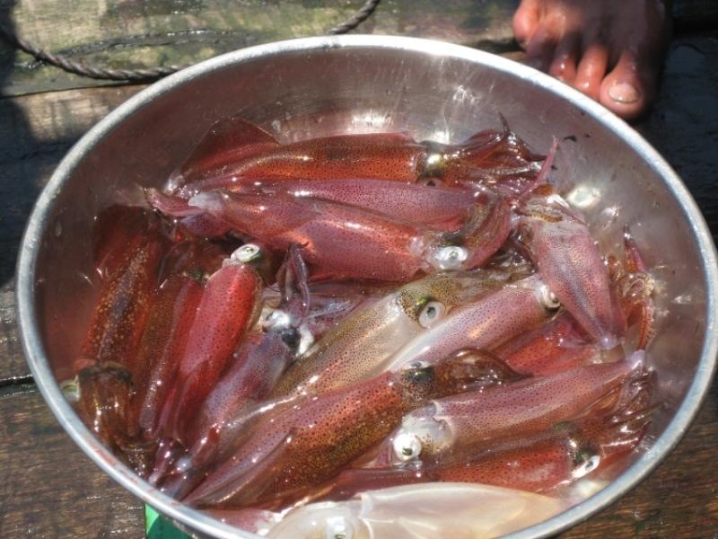 Mực nhảy