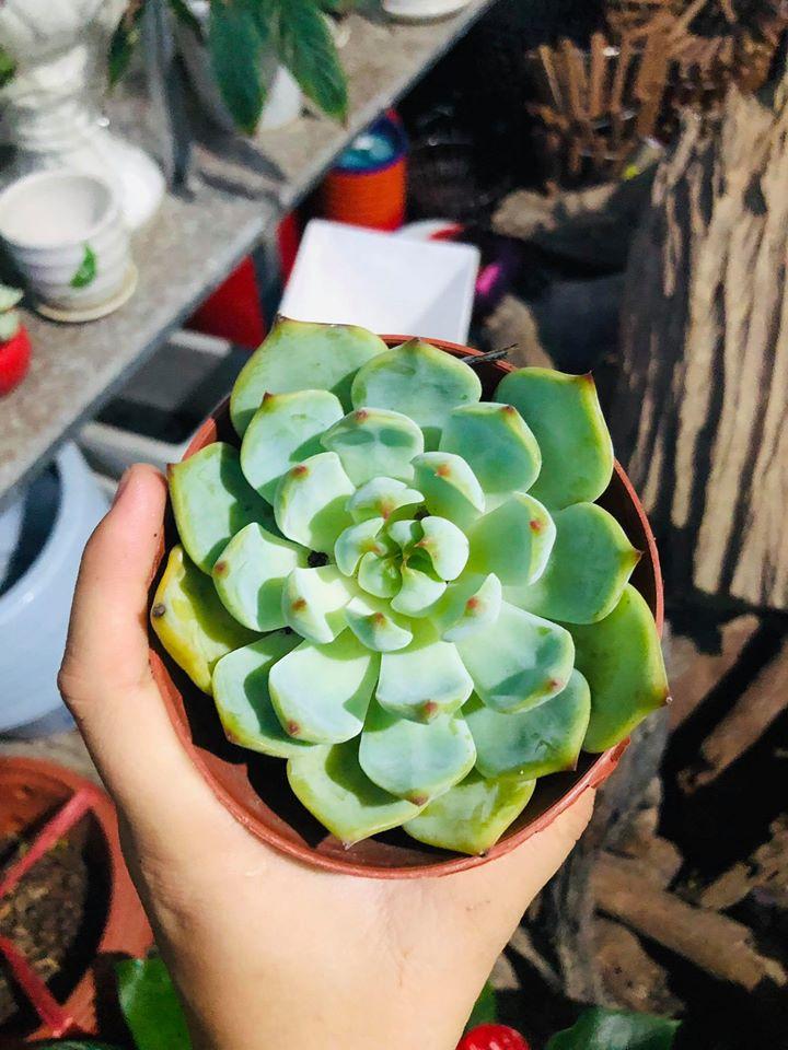 Mỹ thuật & Cây Cảnh Thành Đồng Hà Tĩnh