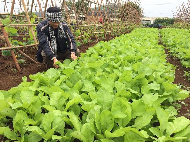 Myfarm