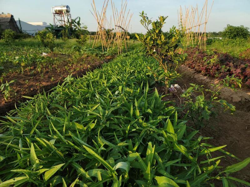Myfarm