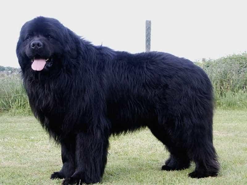 Newfoundland (Chó lai Newfoundland)