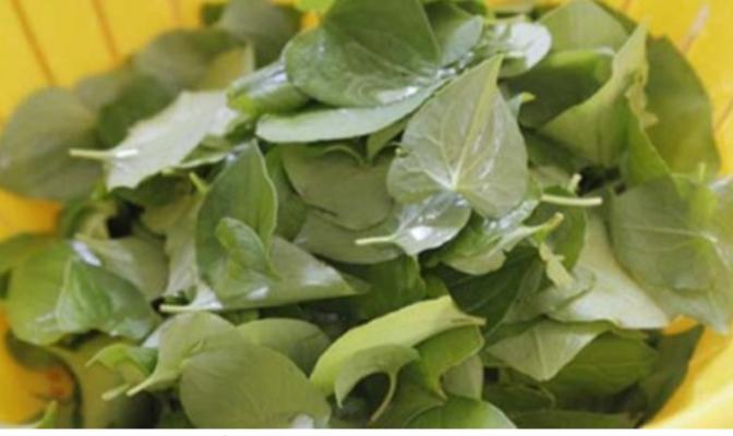 Rau diếp cá chữa viêm ngứa phụ khoa