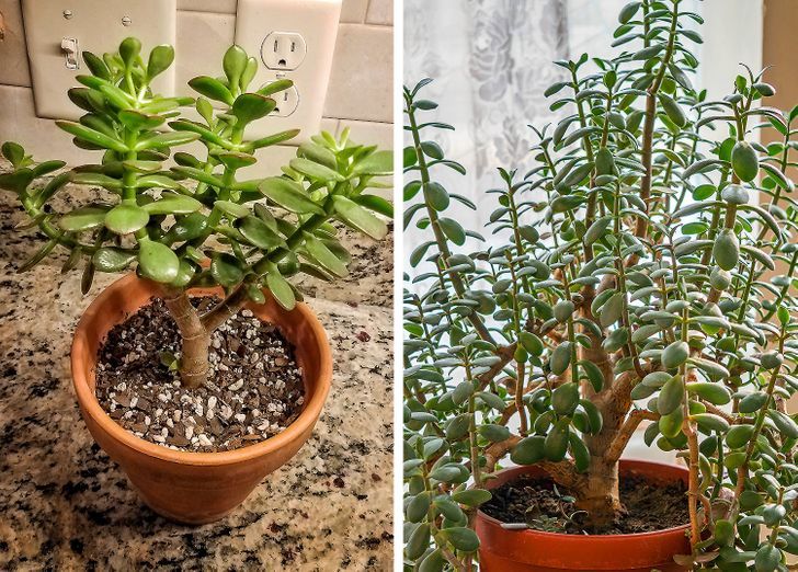 Ngọc Phát chắc hẳn là cái tên đã quá quen thuộc được nhiều người lựa chọn khi có ý định mua sen đá, ﻿cây kiểng mini tại TP Bạc Liêu (ảnh minh họa)