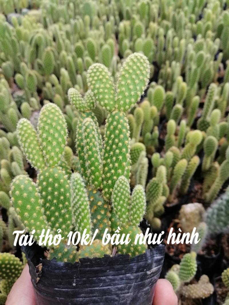 Nhà Vườn Xương Rồng Huế