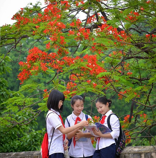 Nhớ hoài hoa phượng
