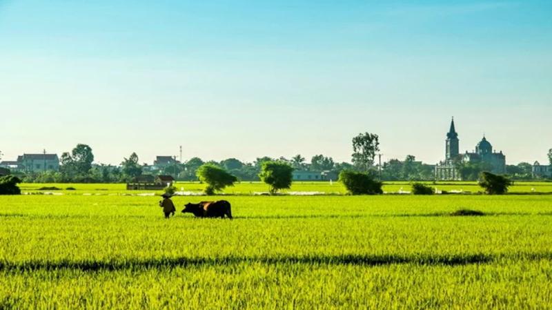 Những cánh đồng lúa đẹp miên man