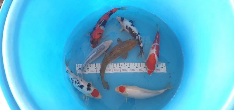 Niken Koi Farm