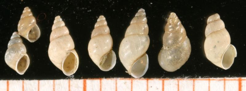 Ốc sên Potamopyrgus antipodarum