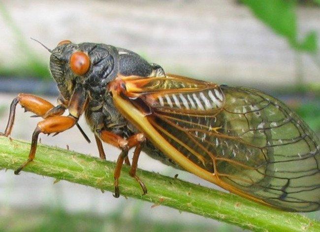 Sự tích con ve sầu