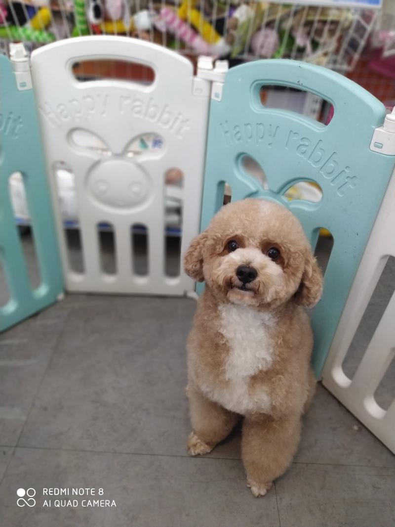 Oscar Petshop