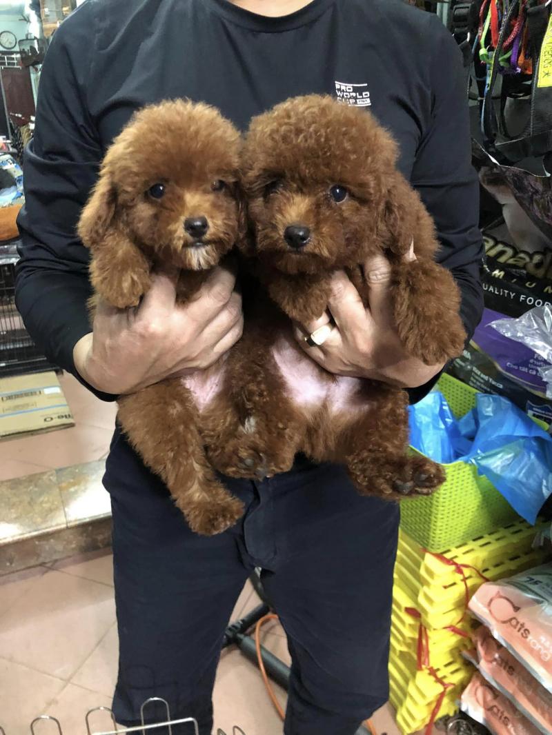 Pet Mart shop
