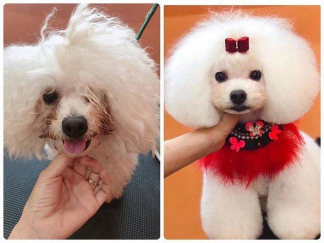 PET shop Hương Nở Bình Dương