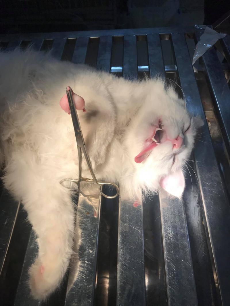 Phòng Khám Thú Y Key Pet
