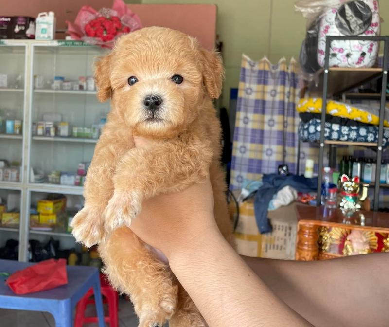 Phòng khám Thú y LyLy Pet