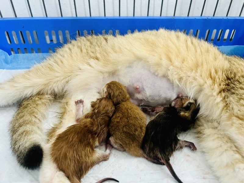 Phòng Khám Thú Y Pet Home