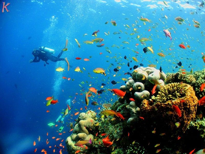 Những bãi san hô kỳ bí với nhiều hình thù kỳ lạ nhưng cũng rất đặc biệt