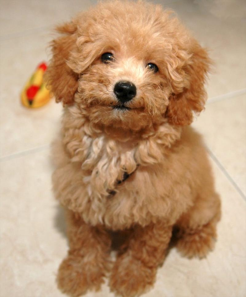 Poodle - một trong những loài chó cảnh thông minh nhất thế giới