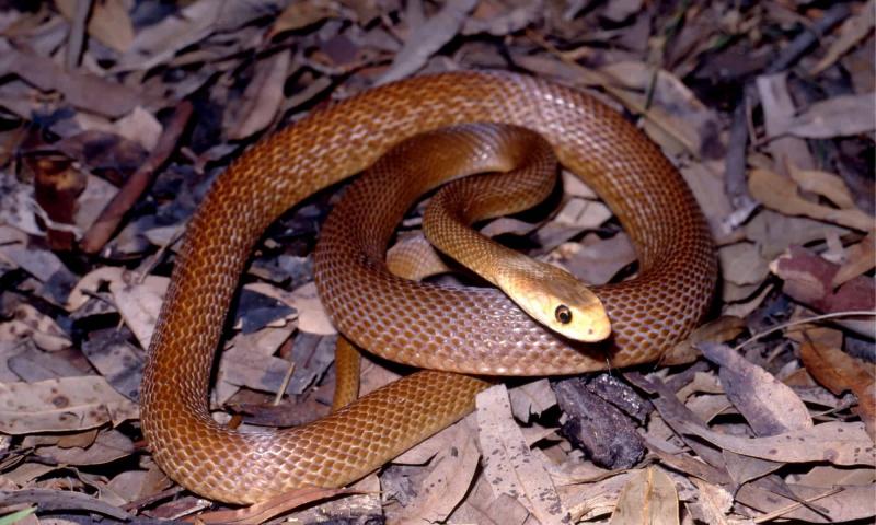 Rắn Coastal Taipan