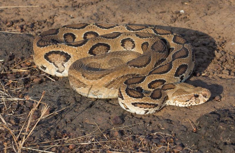 Rắn Russell's viper