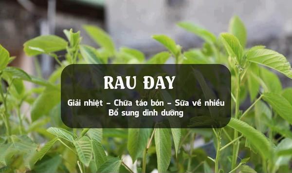 Rau đay