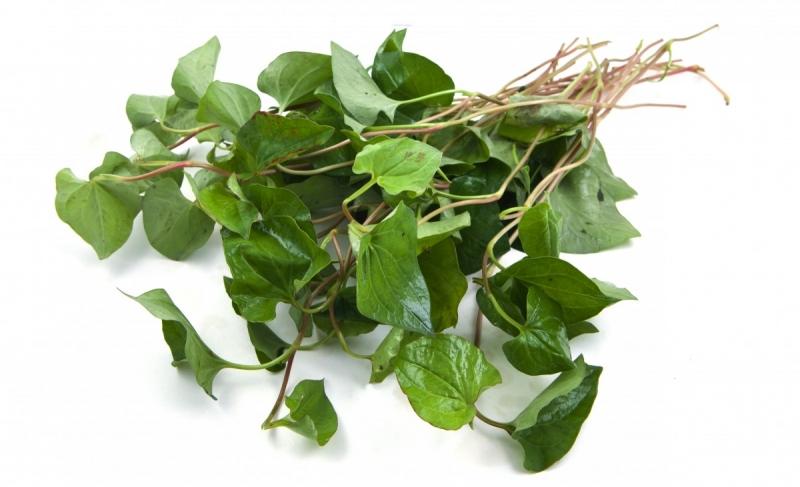 Rau diếp cá, bài thuốc dân gian