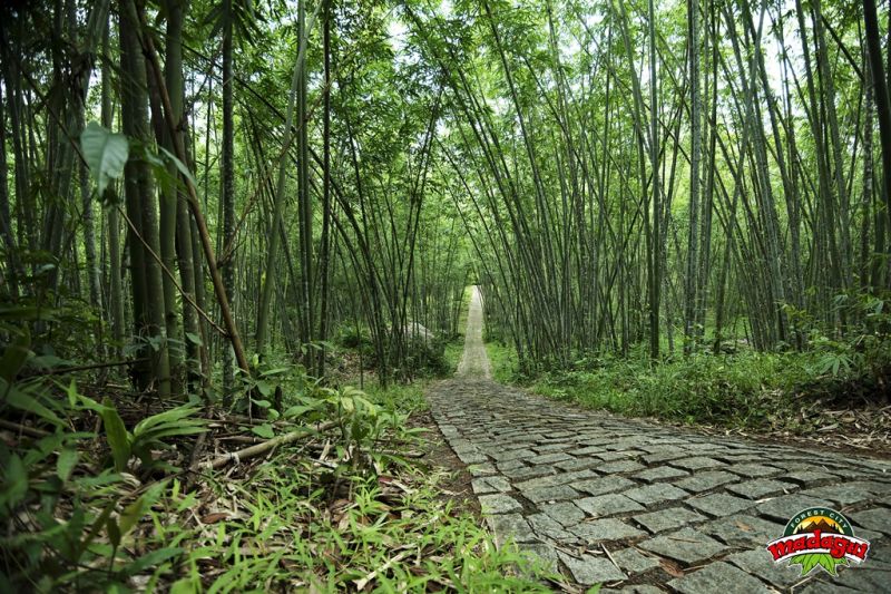 Rừng Madagui