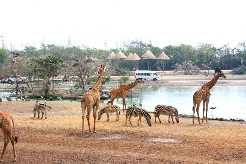 Safari World