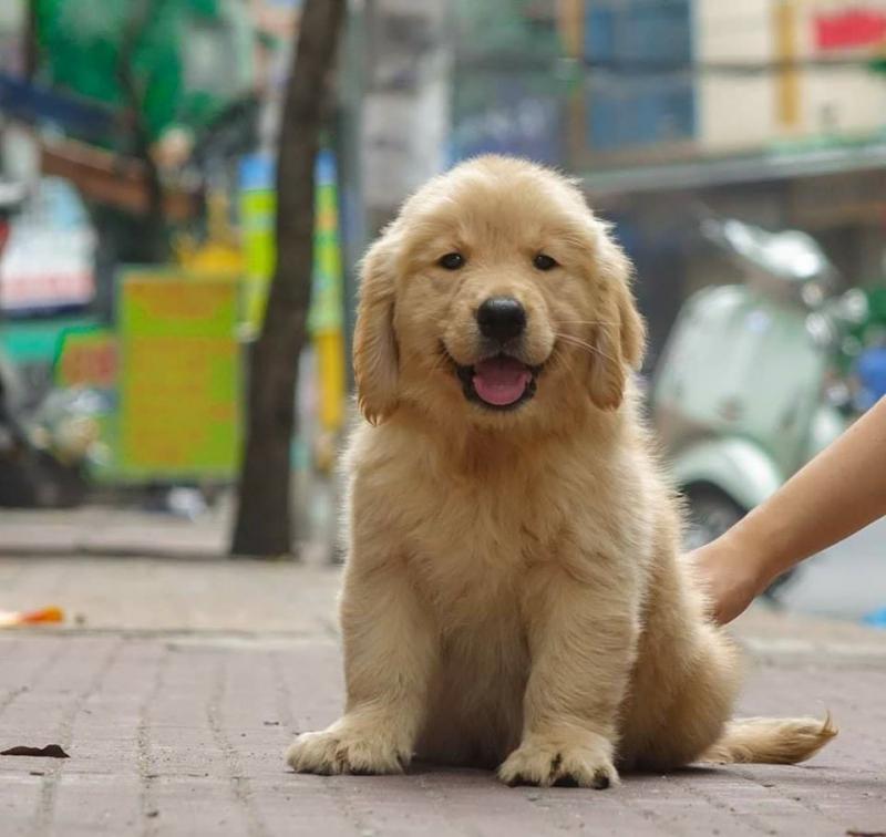 S&C Dog Shop cung cấp các giống chó như Chow Chow, Alaska, Poodle, Pom