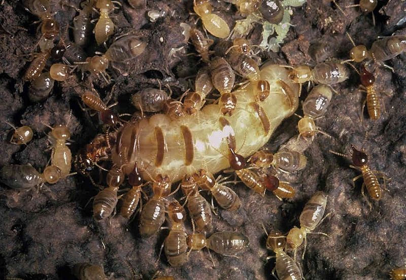 Mối chúa sống dưới lòng đất, bên trong các ụ mối.